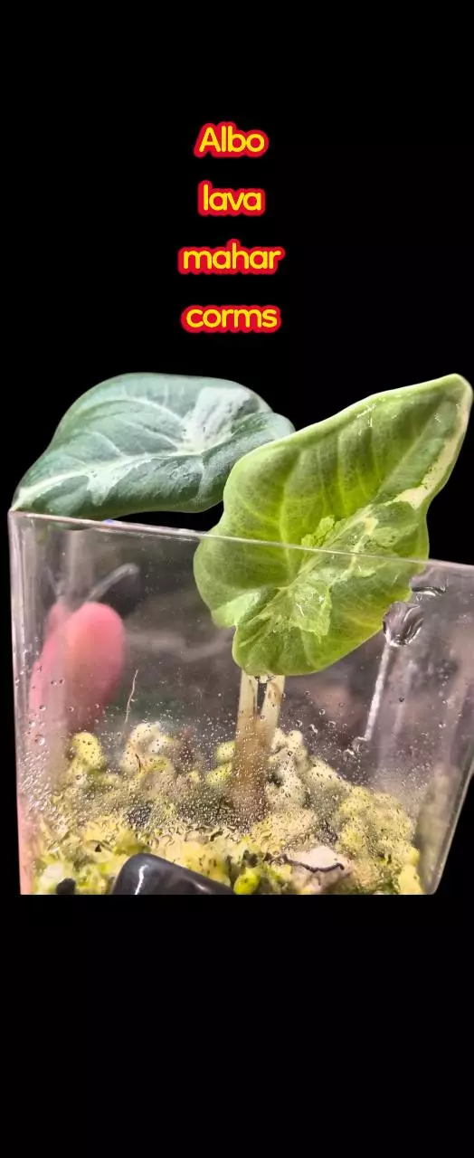 Tru Albo lava mutated maharani corm thumbnail