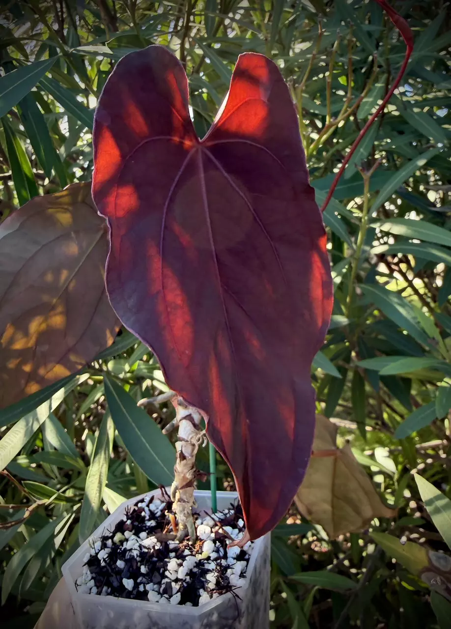 (Pap x Dress) X (Wonderboy x Pap0 0553 G thumbnail