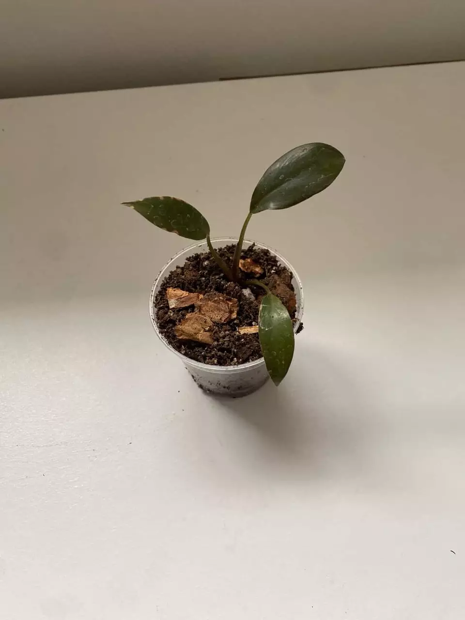 0002 Philodendron Royal Queen – 3 Leaf Starter Plant 🌿 thumbnail