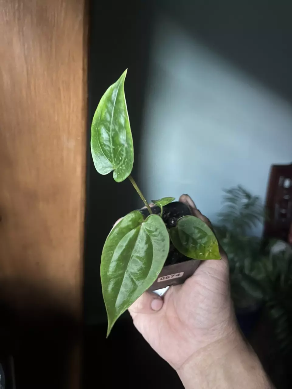 Anthurium (Mag x BVEP) X Ree Gardens Dressleri thumbnail