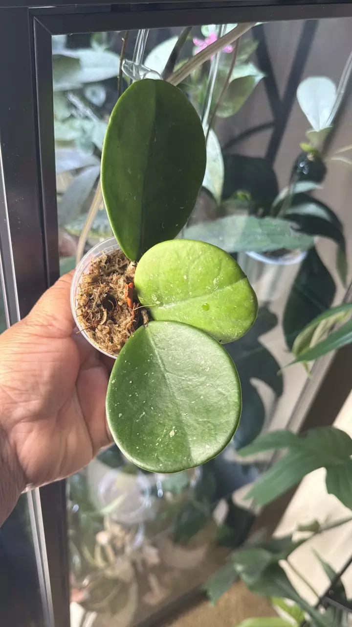 Hoya Obovata thumbnail