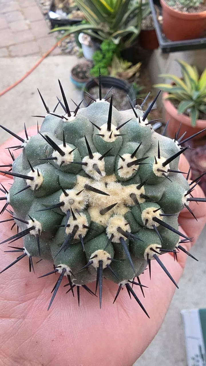 Copiapoa cinerea thumbnail