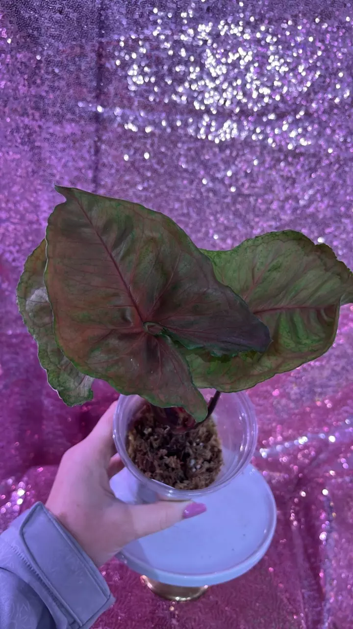 Strawberry Ice Syngonium thumbnail