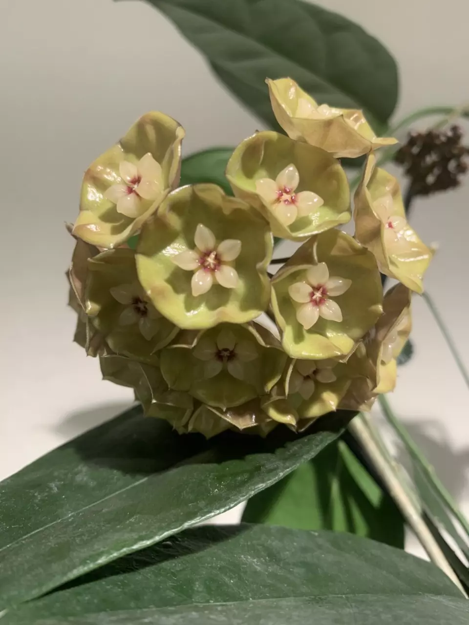 Hoya danumensis ssp amarii thumbnail