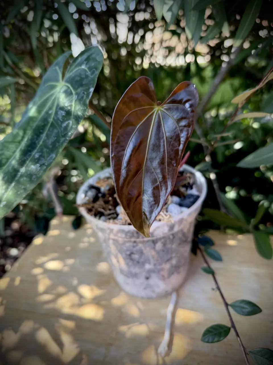 Dark Mama x AOS in Cataphyll thumbnail