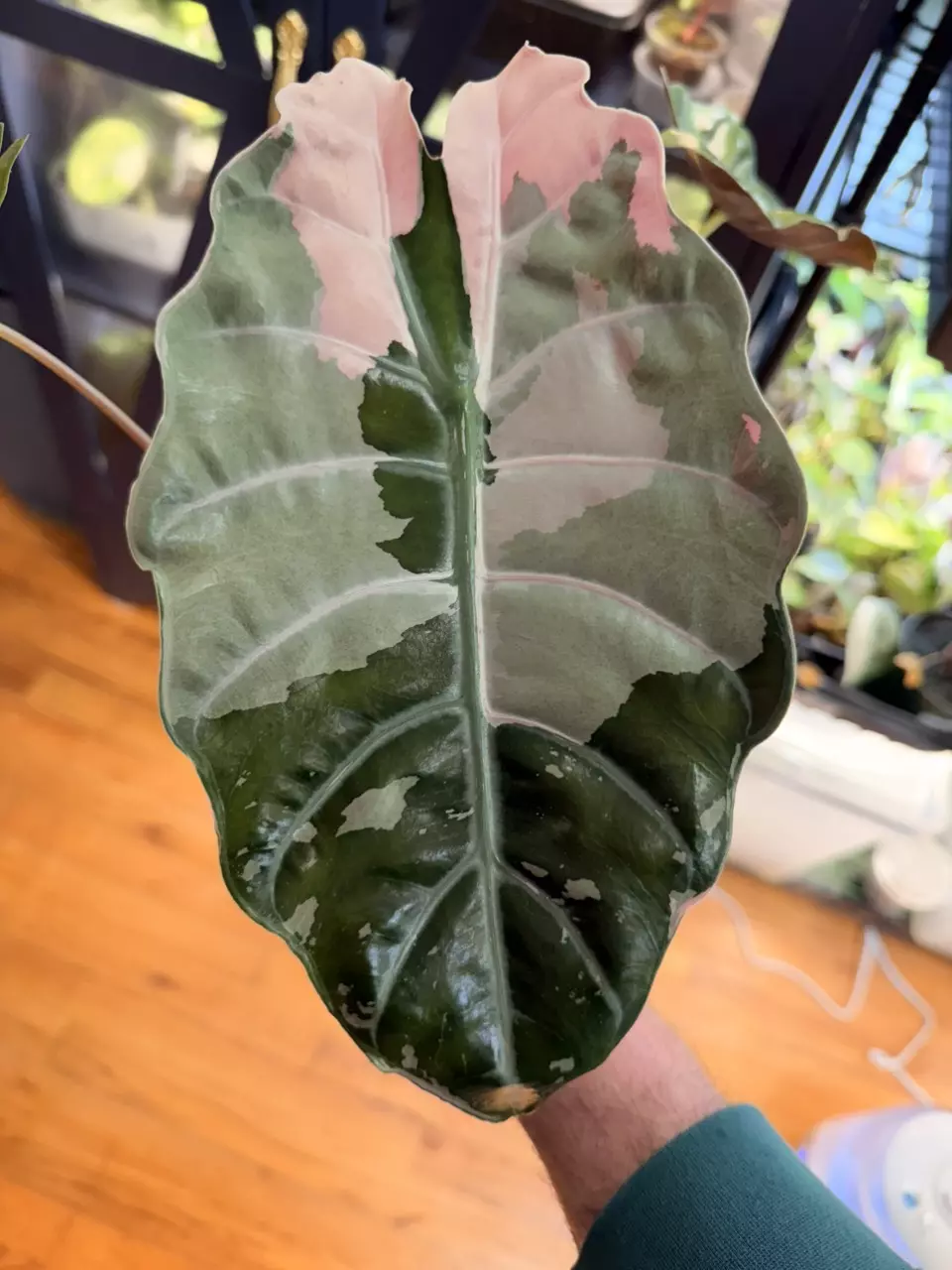 Alocasia Pink Chantrieri Corm thumbnail