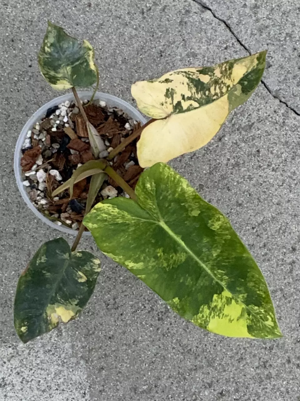 Philodendron Billietiae x Florida Beauty x Mayoii Variegated from seed thumbnail