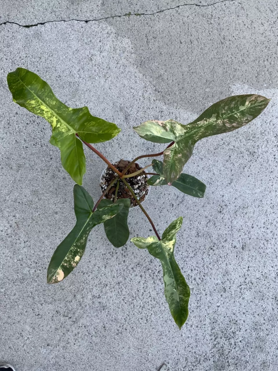 Philodendron ( Florida Beauty x Mayoii ) x Billietiae Variegated thumbnail