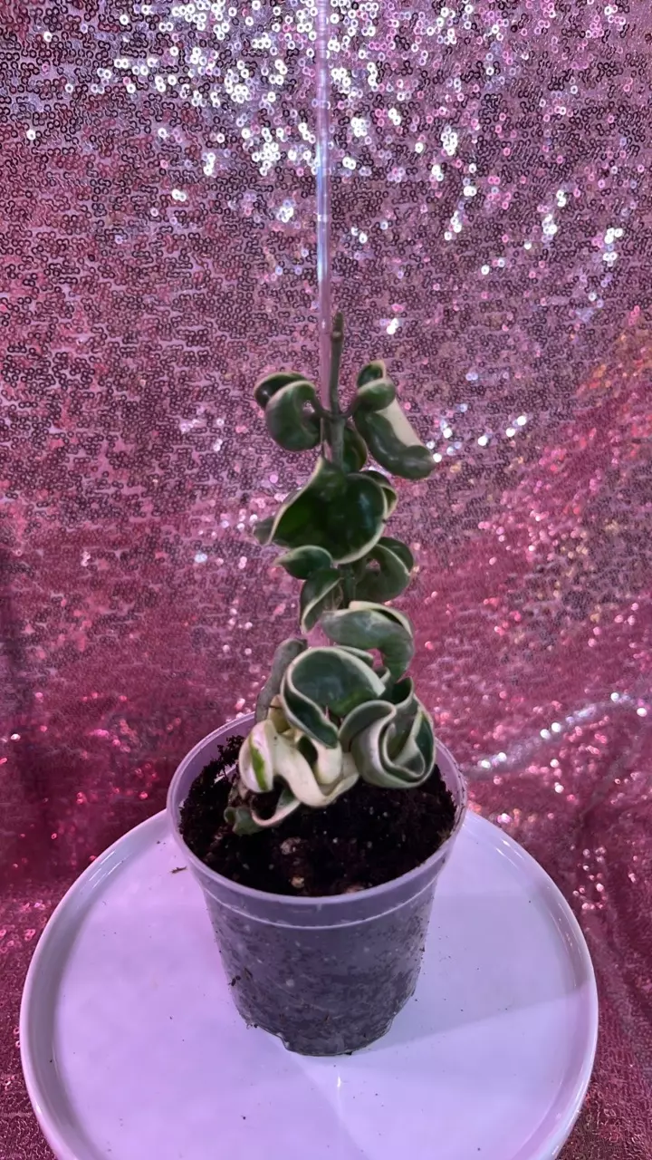 Variegated Hoya Compacta medium length thumbnail