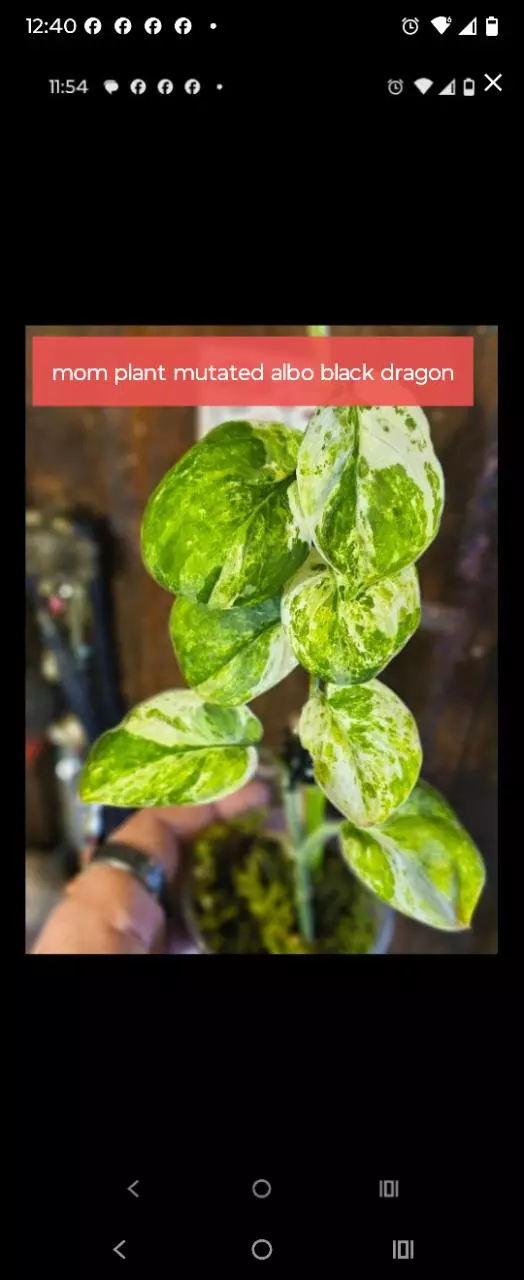 Albo mutated tri color black dragon scindapus thumbnail