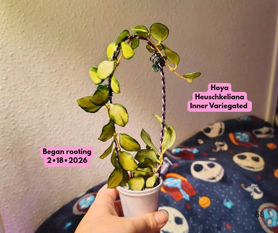 Hoya Heuschkeliana Inner Variegated on Trellis thumbnail