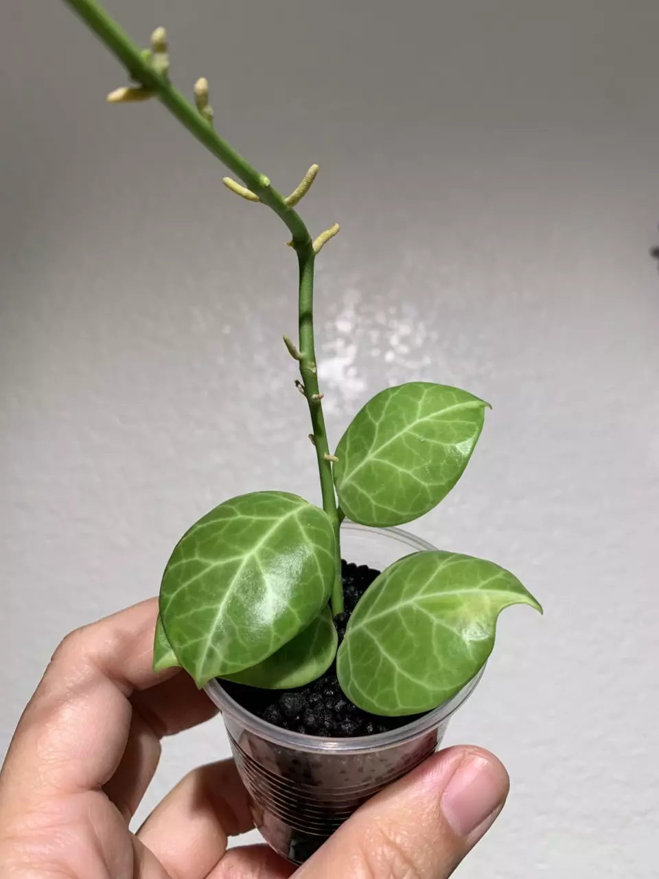 Hoya obscura albo thumbnail