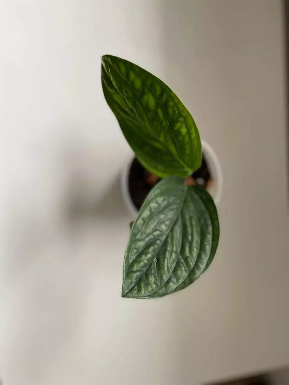 0003 Monstera Peru – 3 Rooted Plants in One Pot 🌿 thumbnail