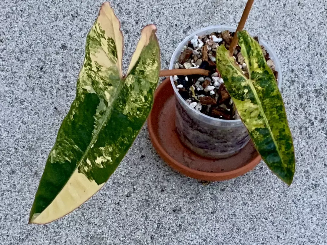 Philodendron Billietiae Variegated thumbnail