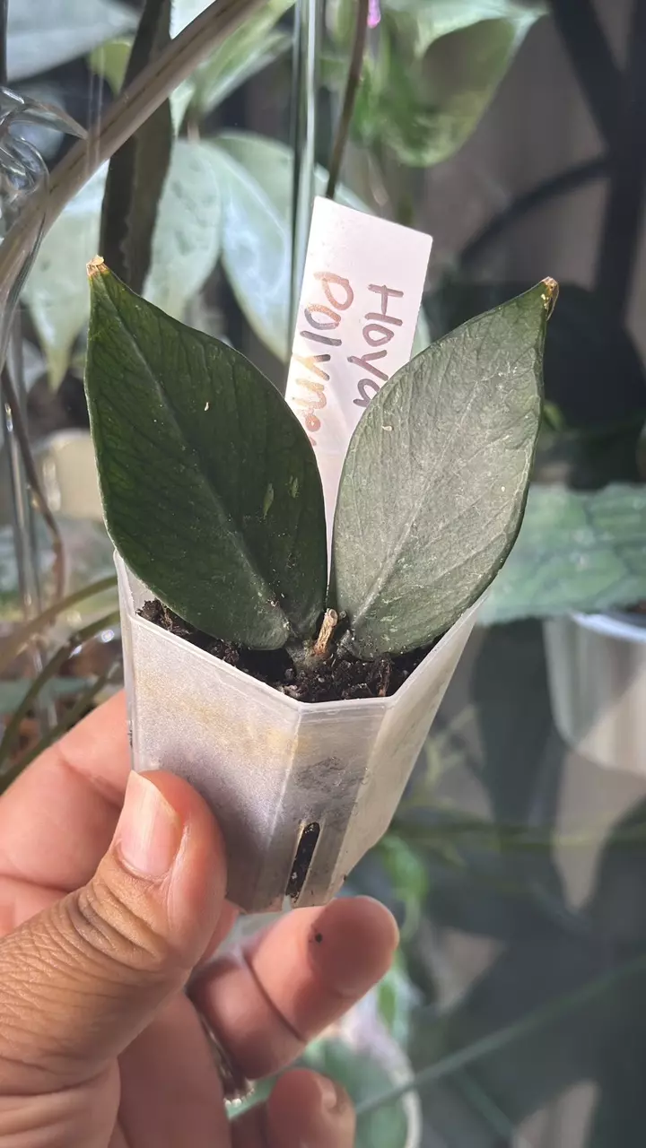 Hoya Polyneura thumbnail