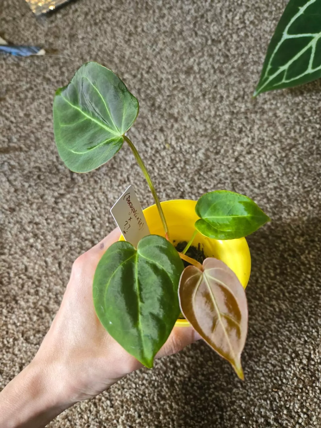 Anthurium Hybrid thumbnail