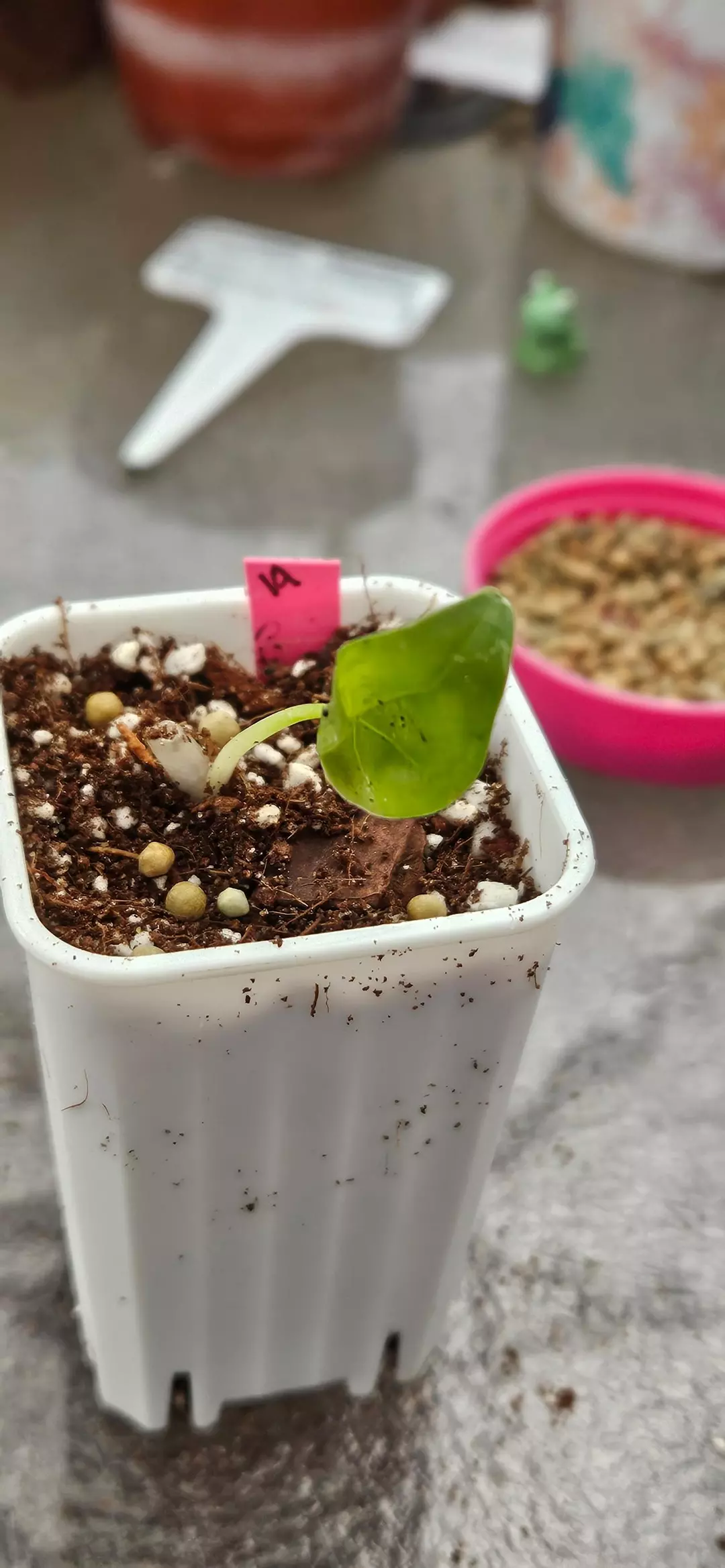 ⚜️Alocasia Sunlit Whisper (#19) thumbnail