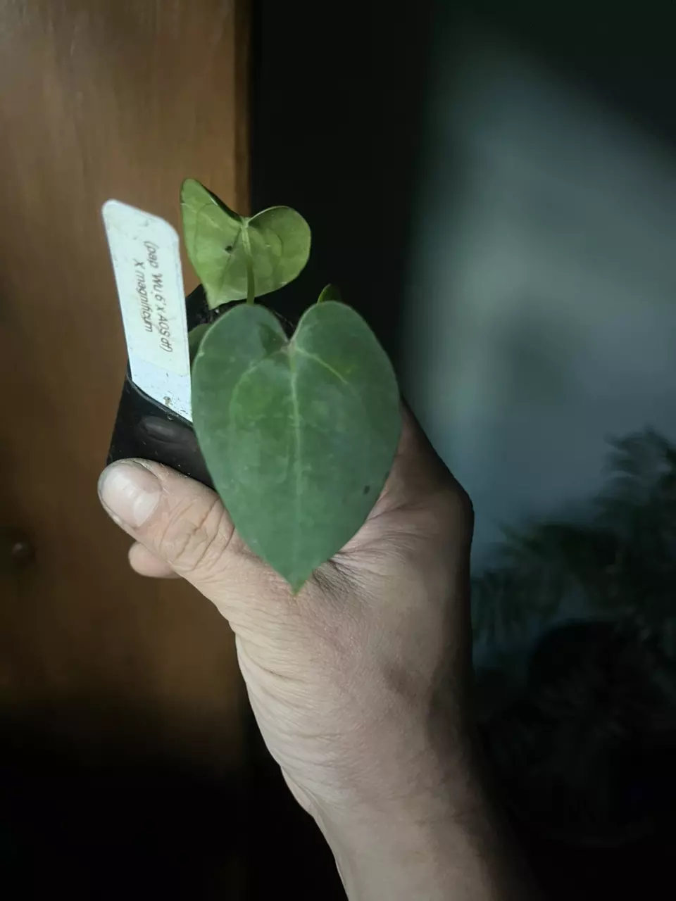 Anthurium (Pap Wu6 x AOS) X Magnificum thumbnail