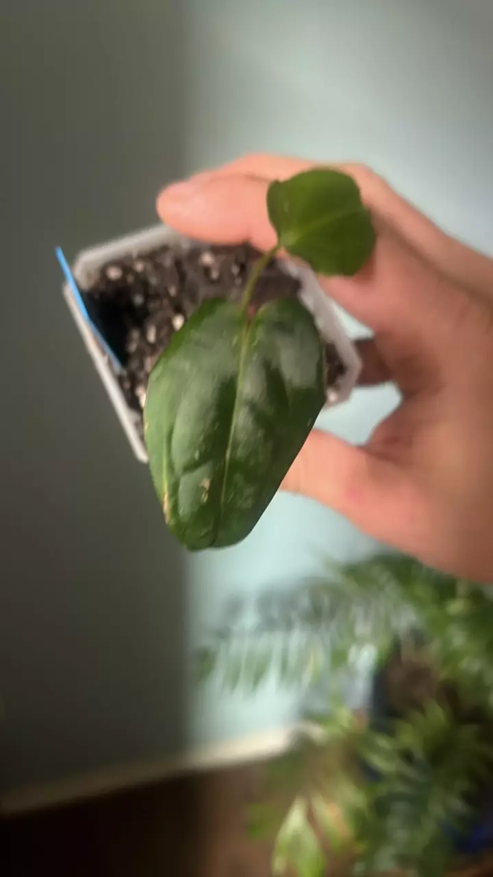 Anthurium Carla x Red Spider thumbnail