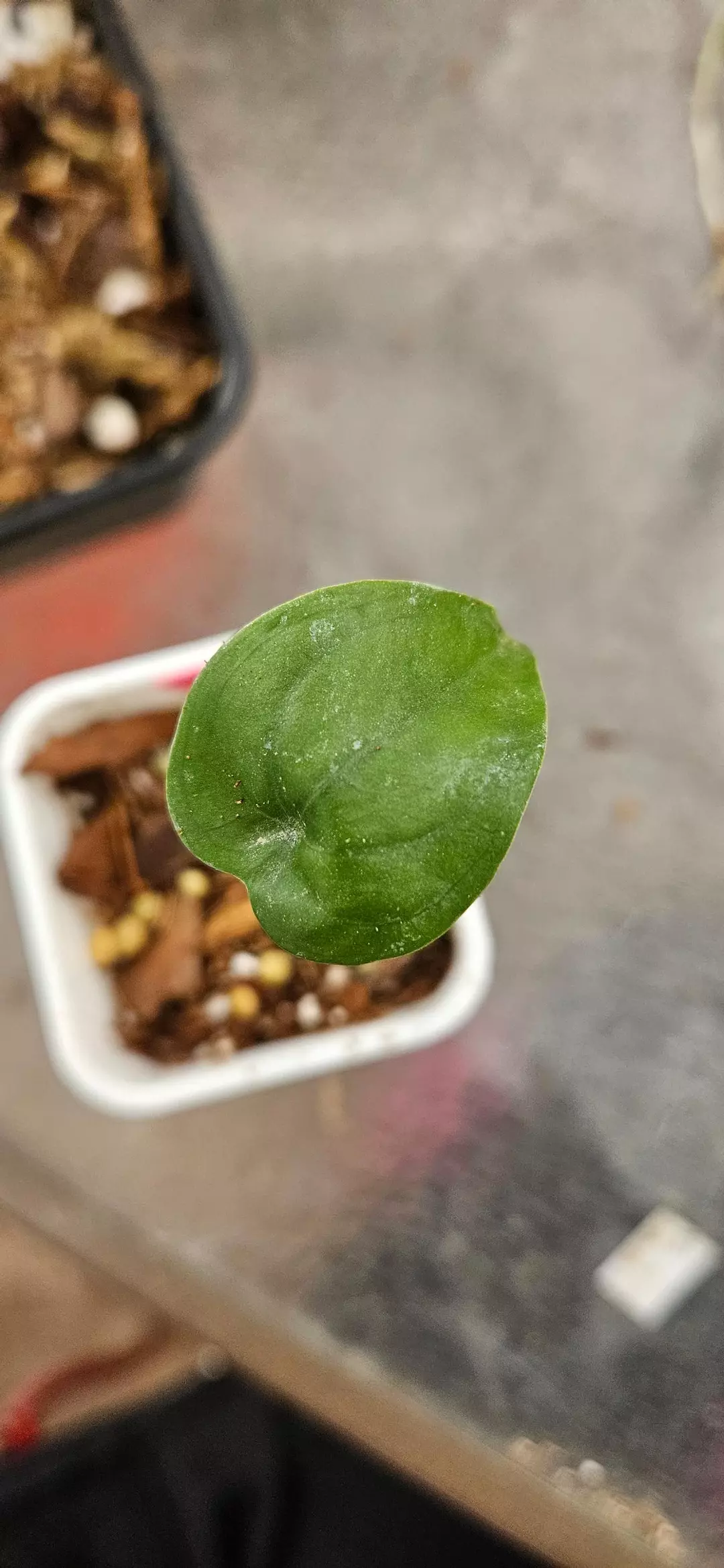 ⚜️Alocasia Sunlit Whisper (#22) thumbnail