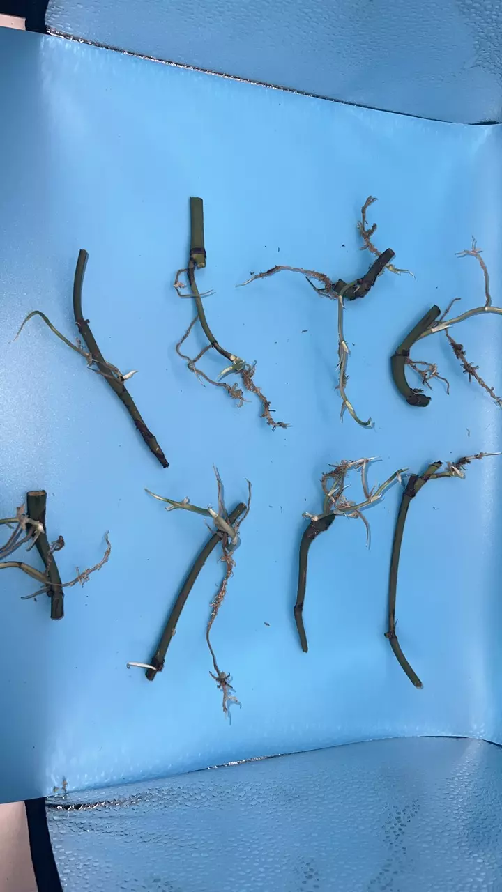 Amydrium Silver Spider-Man cutting thumbnail