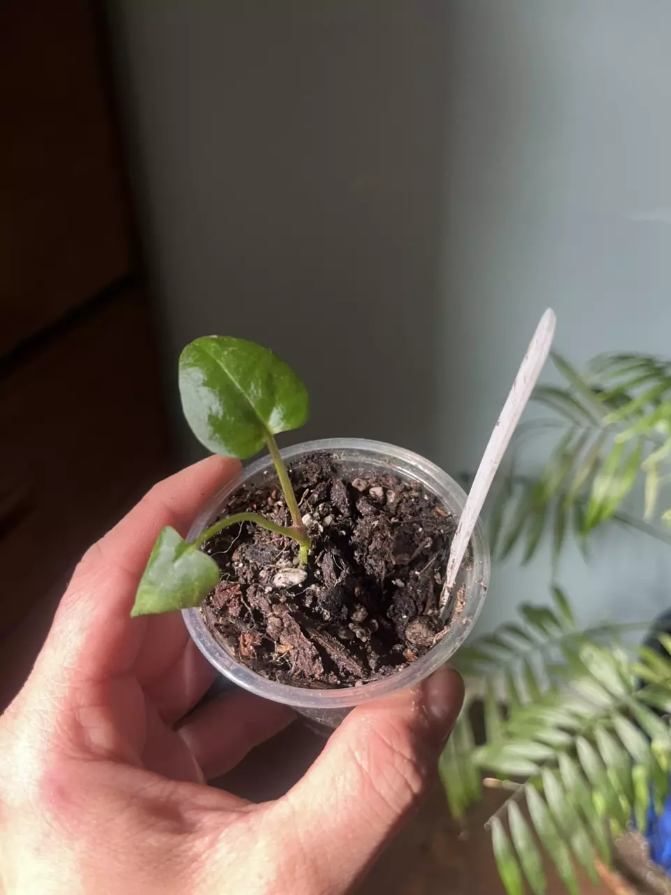 Anthurium (Doc Block x (Crystal x Mag)) x open thumbnail