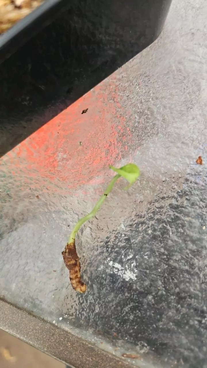 ⚜️Alocasia Sunlit Whisper Corm (#18) thumbnail