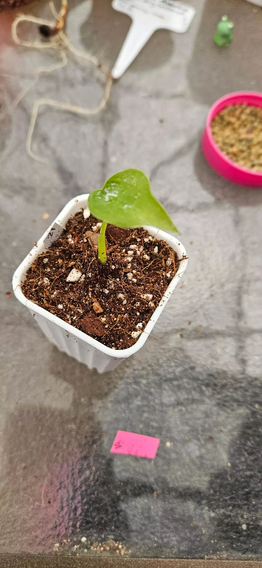 ⚜️Alocasia Sunlit Whisper (#21) thumbnail