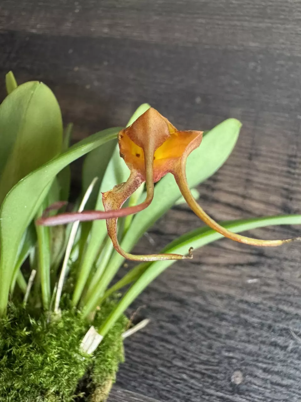 Miniature Orchid: Masdevallia (Xwubbenii x rolfeana '99') thumbnail