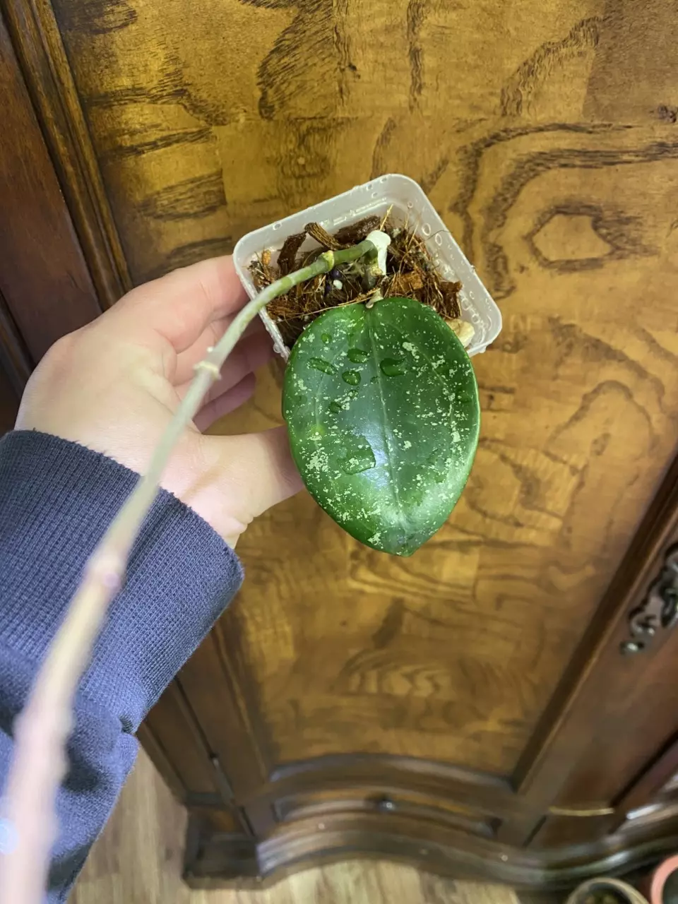 Hoya Verticillata (Heart Shape Leaves) thumbnail