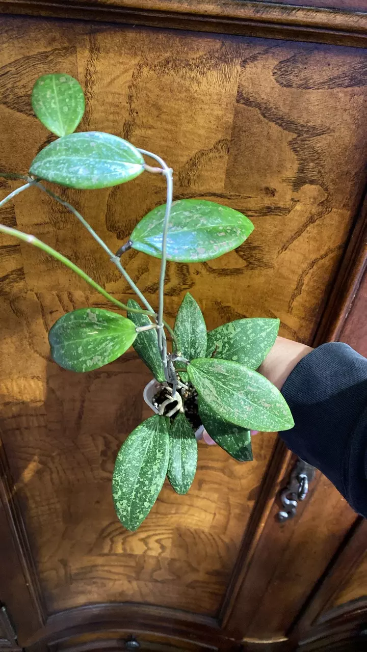 Hoya Verticillata thumbnail