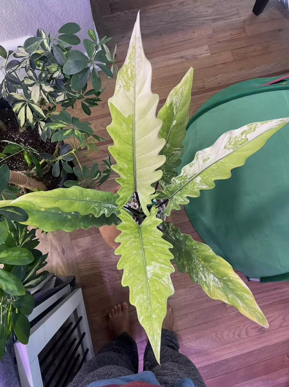 Luaterbachiana Aurea Sprouts thumbnail