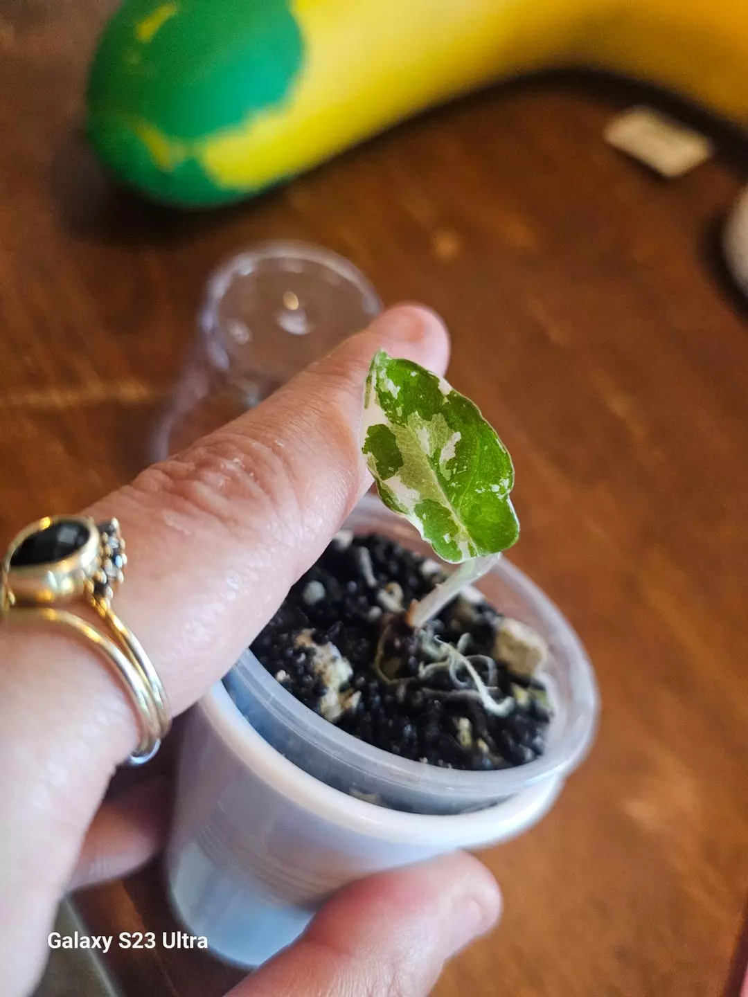 Alocasia Pink Black Velvet Baby thumbnail