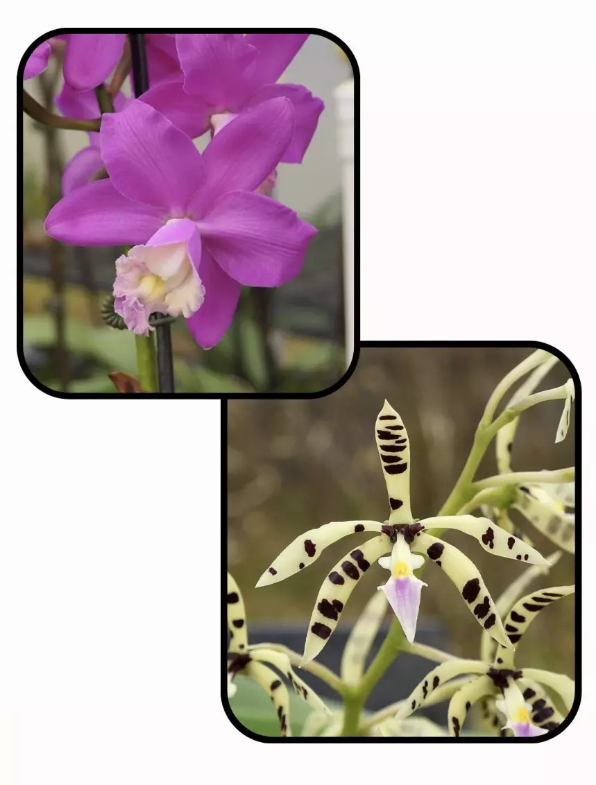 Orchid Hybrid: Cattleya loddigesii x Panarica prismatocarpa > Parents Pictured thumbnail