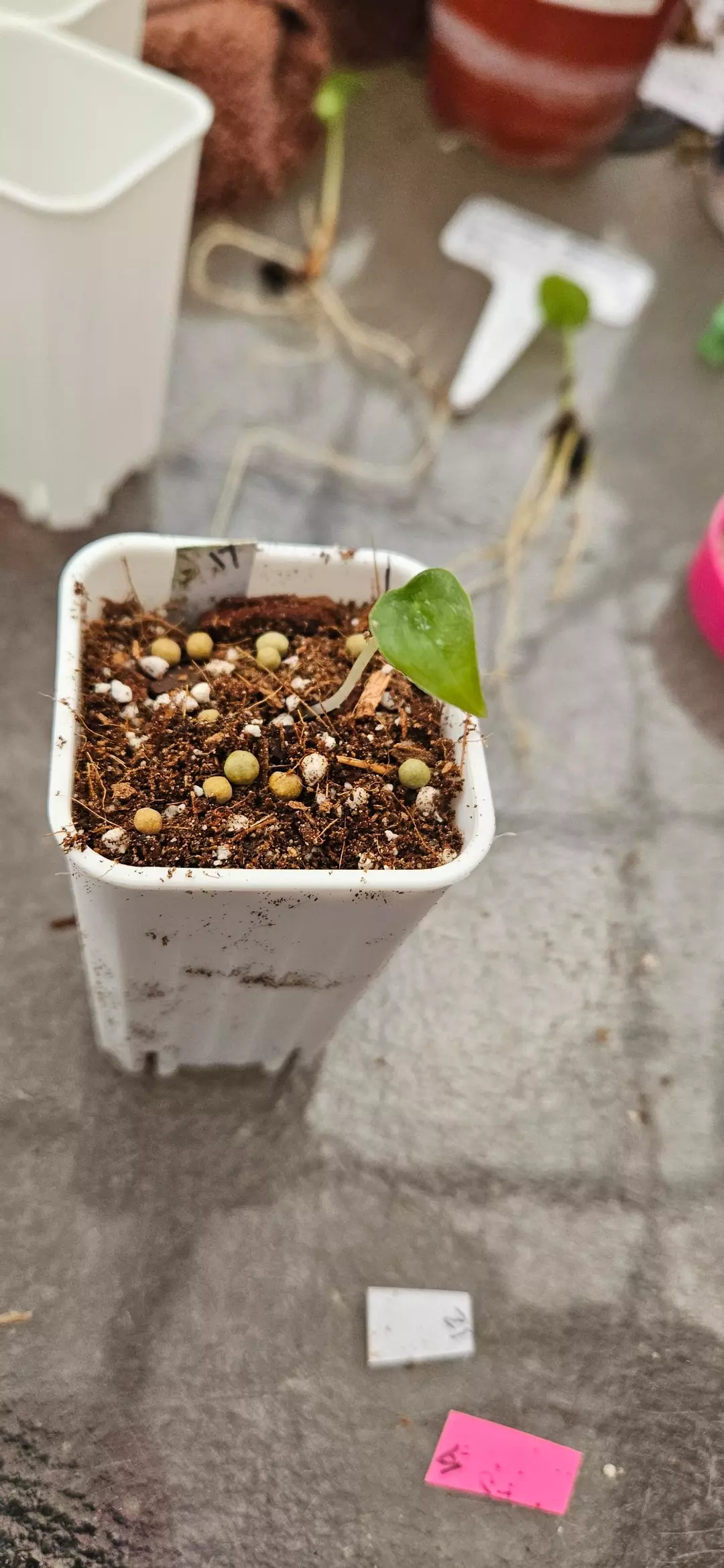 ⚜️Alocasia Sunlit Whisper (#17) thumbnail