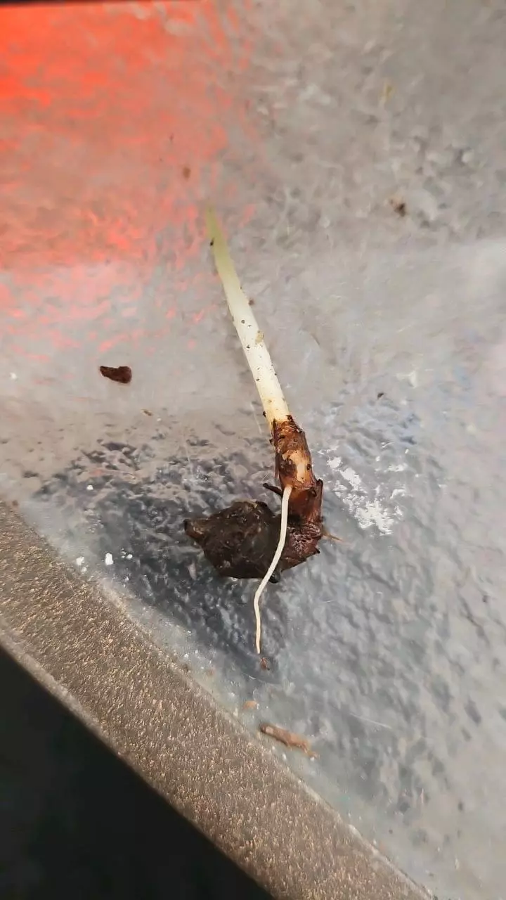 ⚜️Alocasia Sunlit Whisper Corm (#20) thumbnail