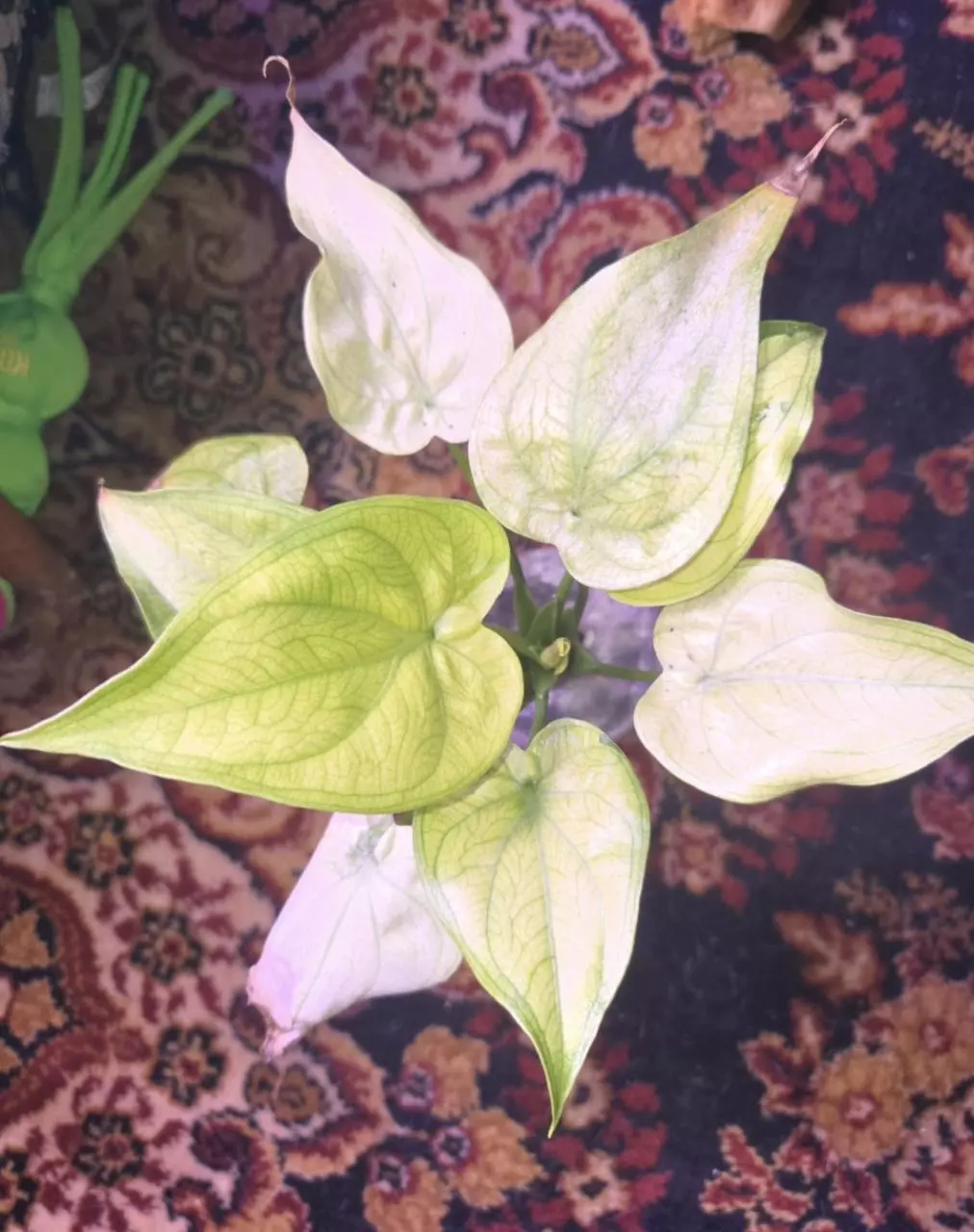 Cuculatta Mint Corm thumbnail