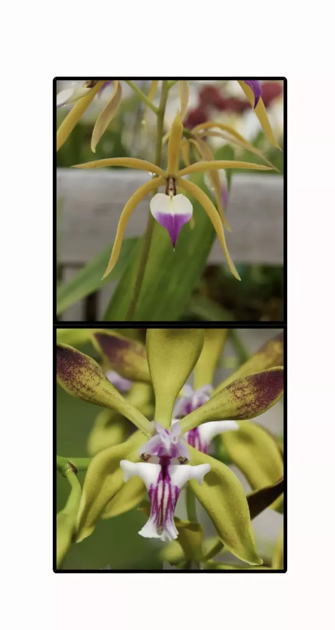 Orchid Hybrid: Encyclia (brassavolae x plicata) >> Parents Pictures in 1st Photo thumbnail