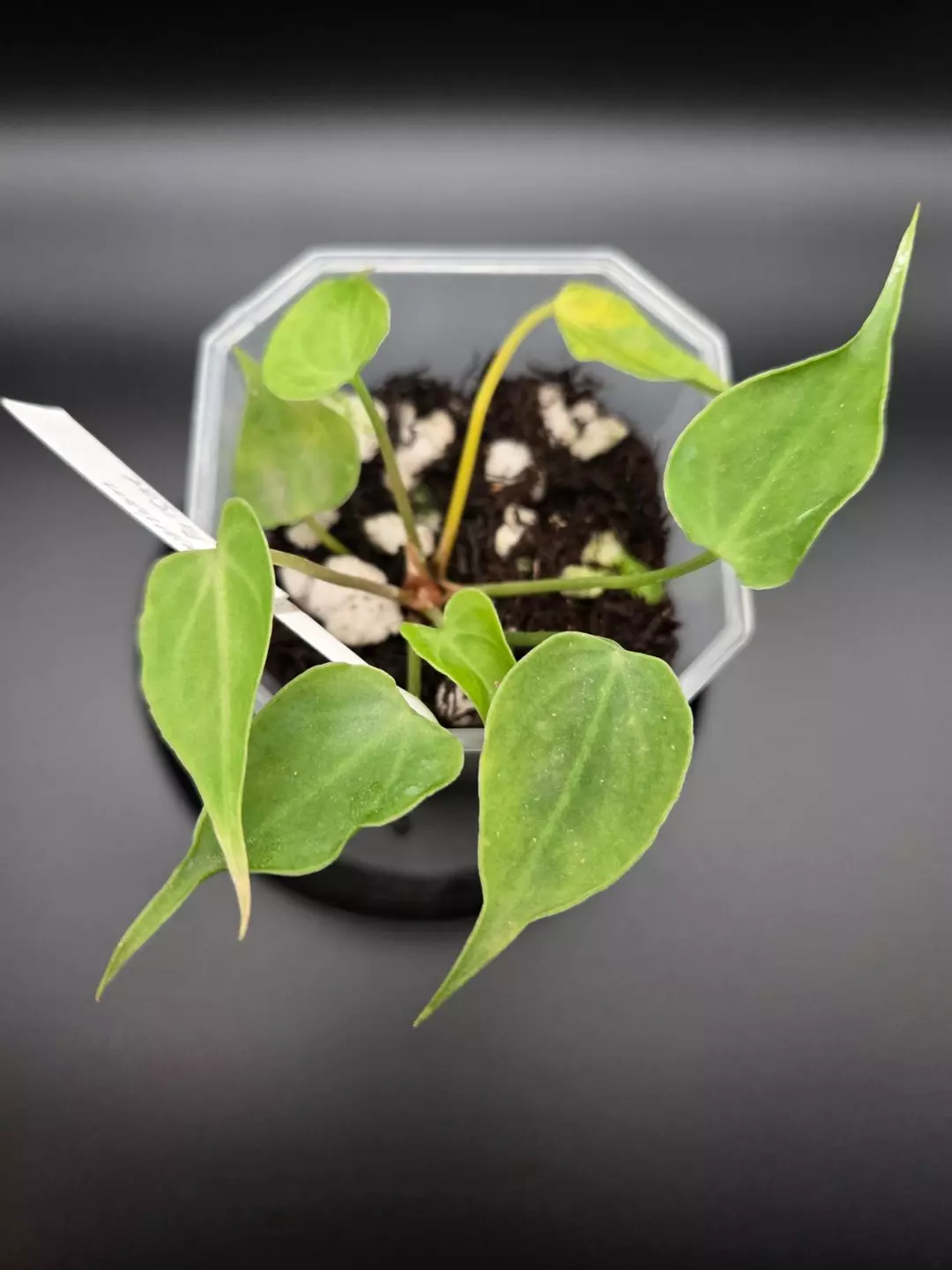 anthurium Indo NOID thumbnail