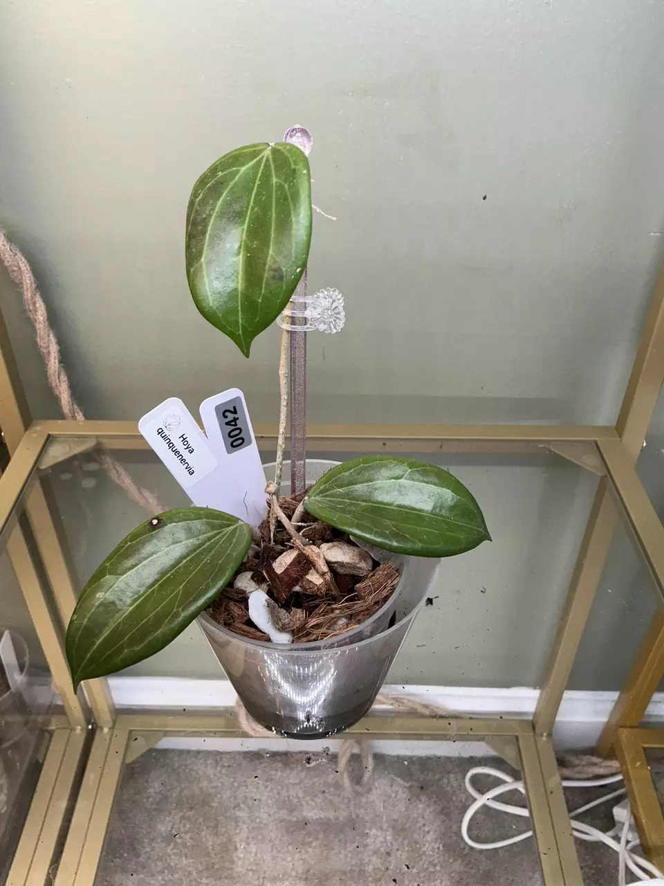 0026 Hoya quinquenervia sunstressed thumbnail