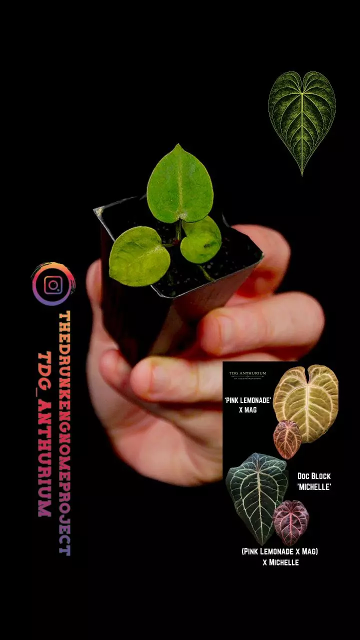 A564 Growers Choice (Pink Lemonade x Mag) x Michelle Anthurium thumbnail