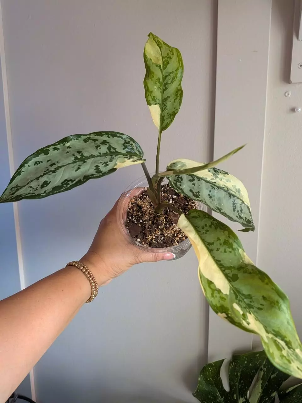 Aglaonema Manila Pride thumbnail