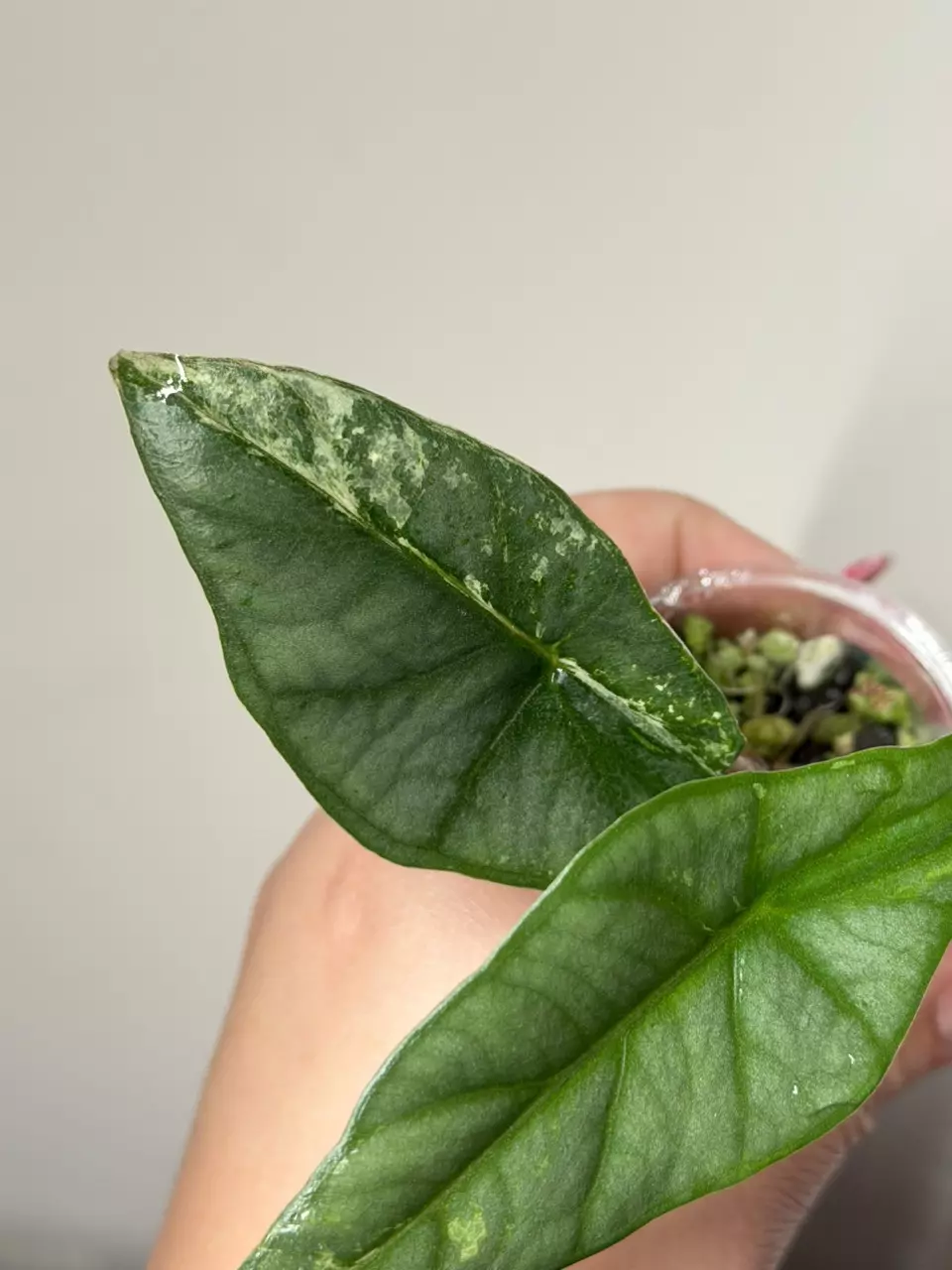 🦄Metallica Blue Albo Pup *NDA INCLUDED thumbnail