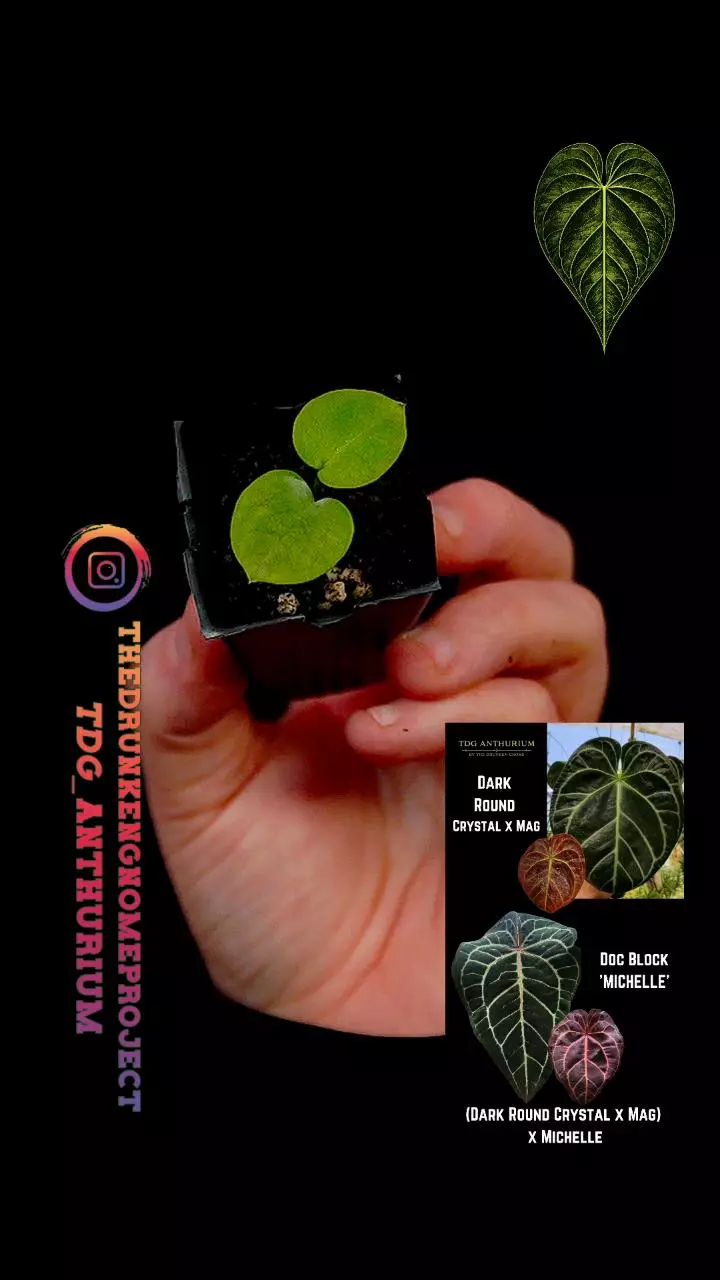 A565 Growers Choice (Dark Round Crystal x Mag) x Michelle Anthurium thumbnail