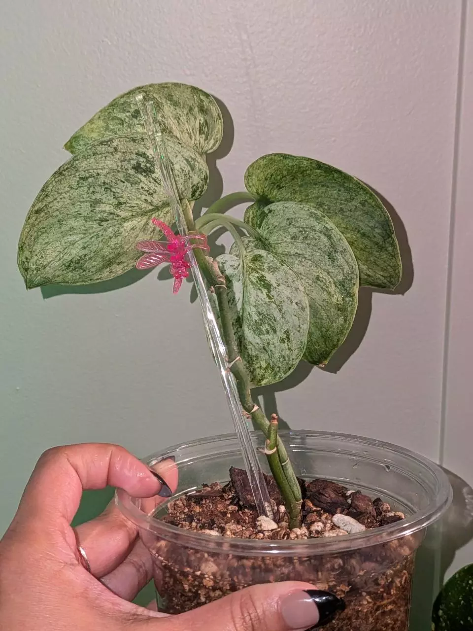 Scindapsus Marble "Tree" thumbnail