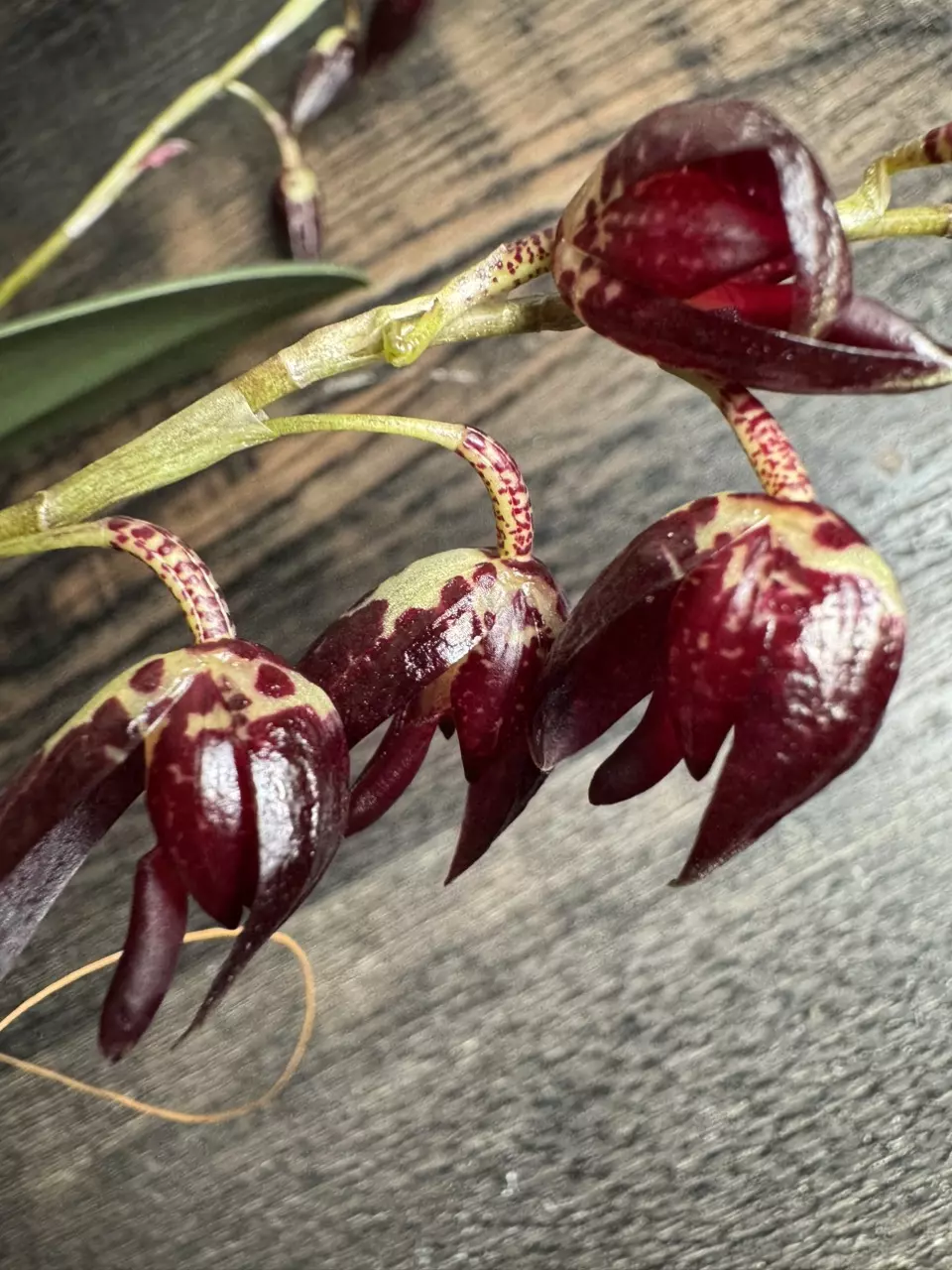 Miniature Orchid: Pleurothallis restrepiodes ‘Dragonstone’ thumbnail