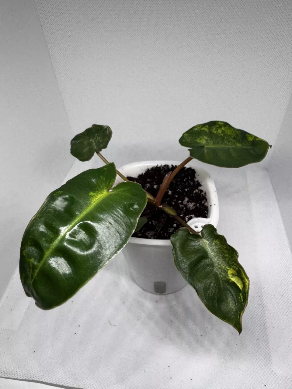 Philodendron Billietiae Variegated thumbnail