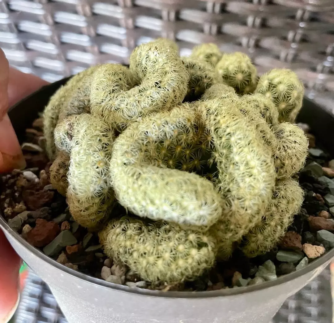 Brain cactus thumbnail