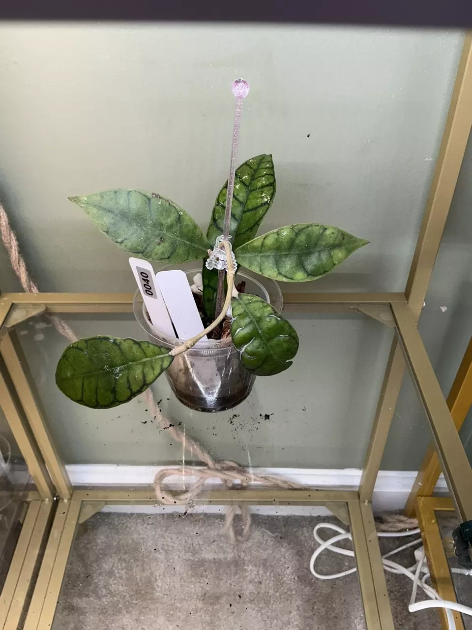 0040 Hoya Callistophylla thumbnail