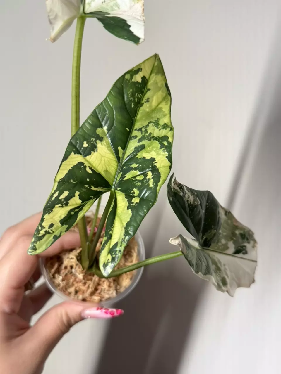 0183 Simpo Albo *MAMA thumbnail